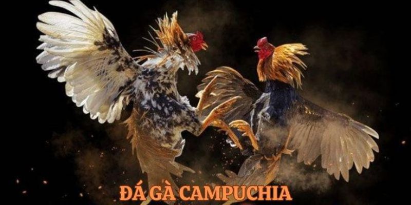 Các bước vào chơi đá gà FB88