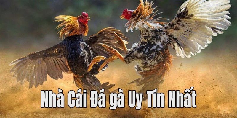 Ưu điểm đá gà FB88 - liên kết các đơn vị uy tín